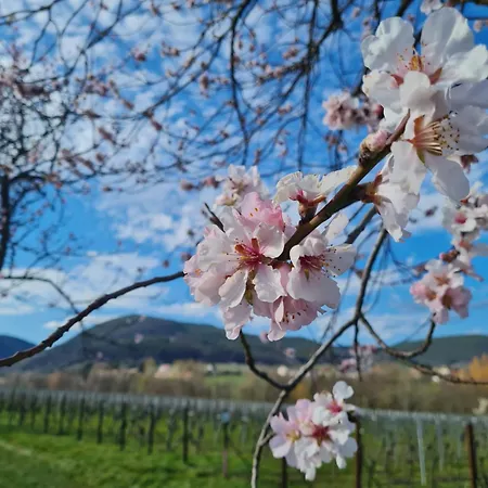 Im Rebennest - 3,5 Zkb Mit Terasse Und Garten An Den Weinbergen * Ilbesheim bei Landau in der Pfalz
