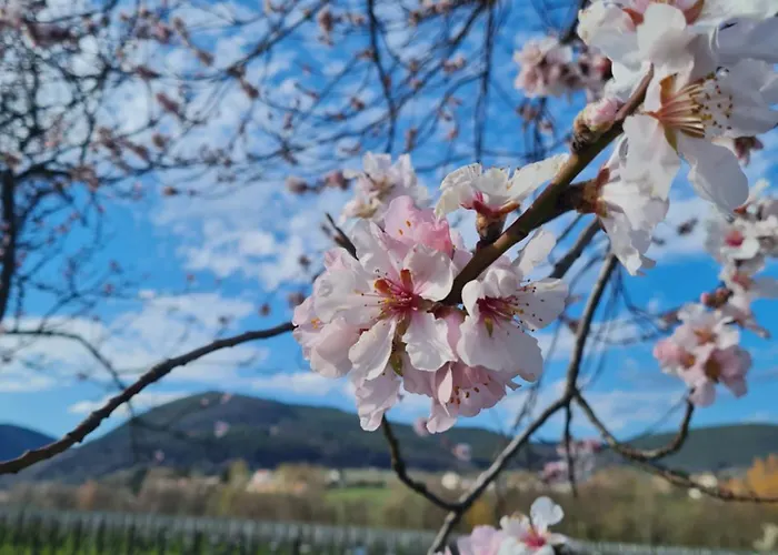Im Rebennest - 3,5 Zkb Mit Terasse Und Garten An Den Weinbergen * Ilbesheim bei Landau in der Pfalz